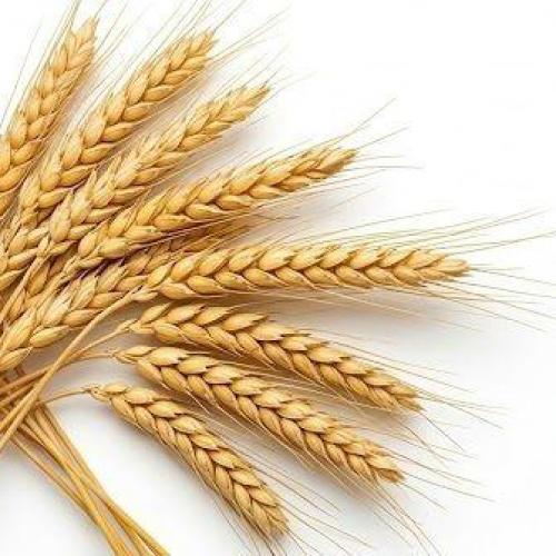 Wheat Milling